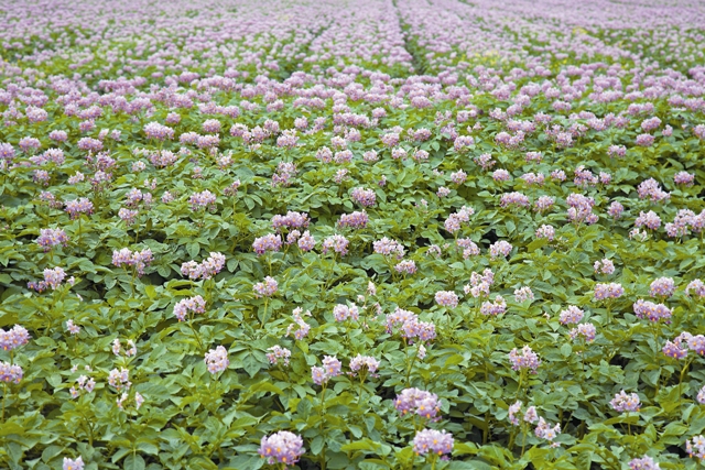 Букет картошки